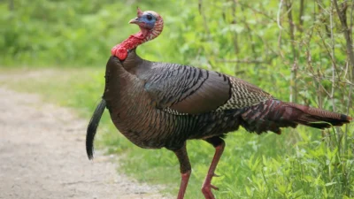 Turkey Rizz Lines