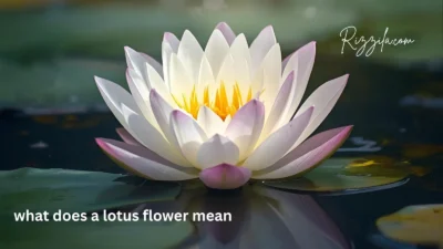 what does a lotus flower mean